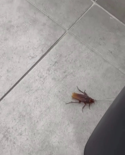 "Le bâtiment est infesté de cafards", déplore les salariés.